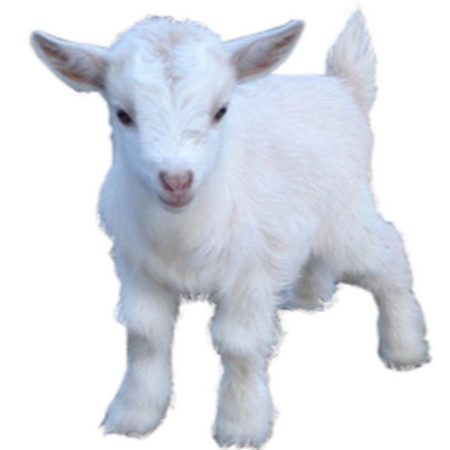 Овечка сидит