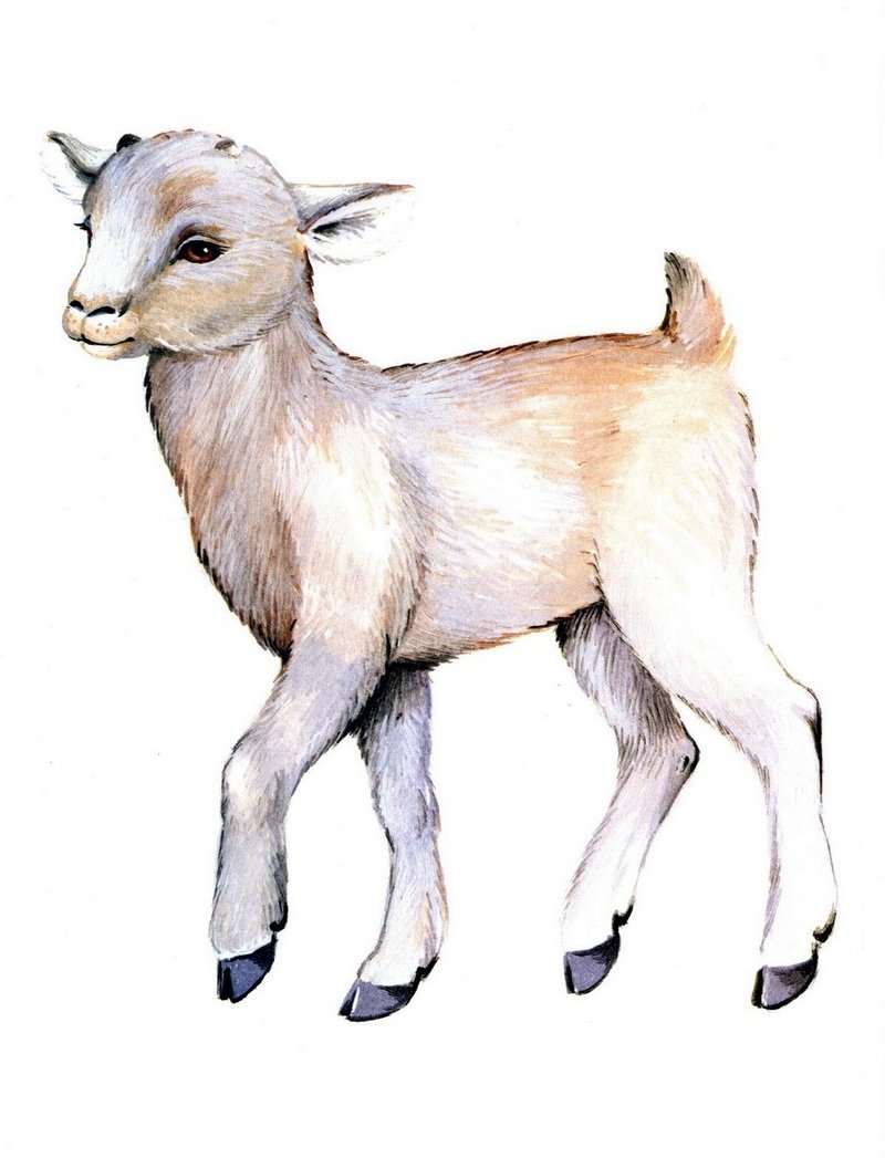 Изображение козленка для детей