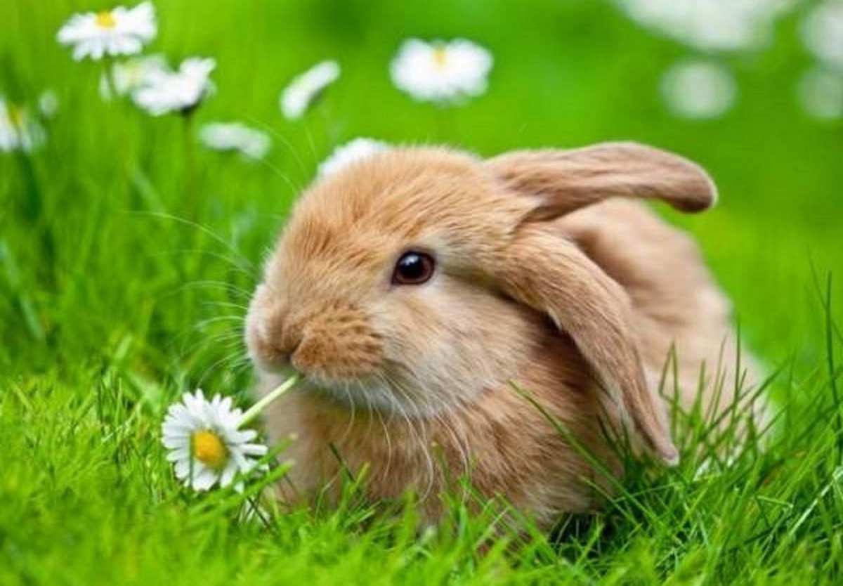 Кролик картинка