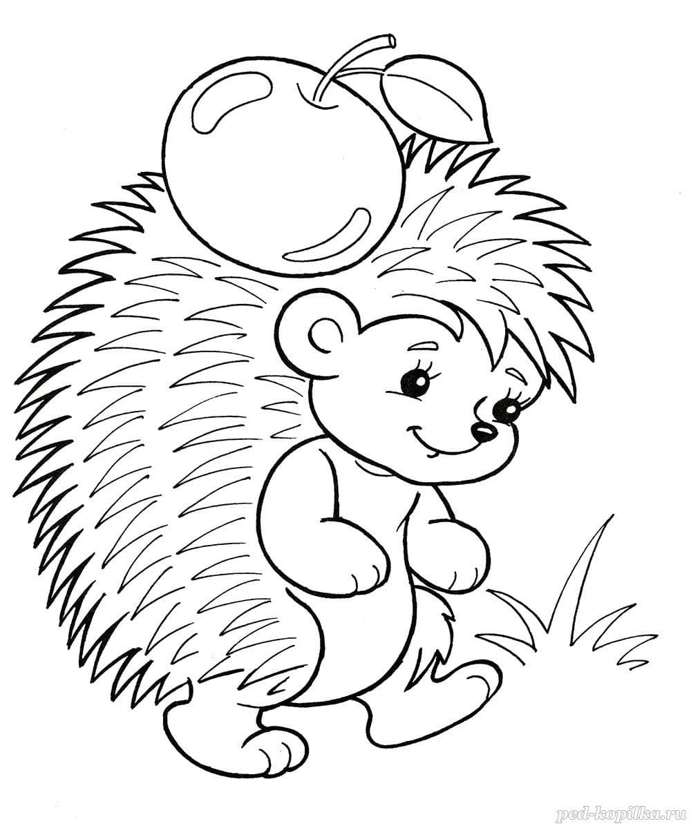 Ёжик раскраска для детей