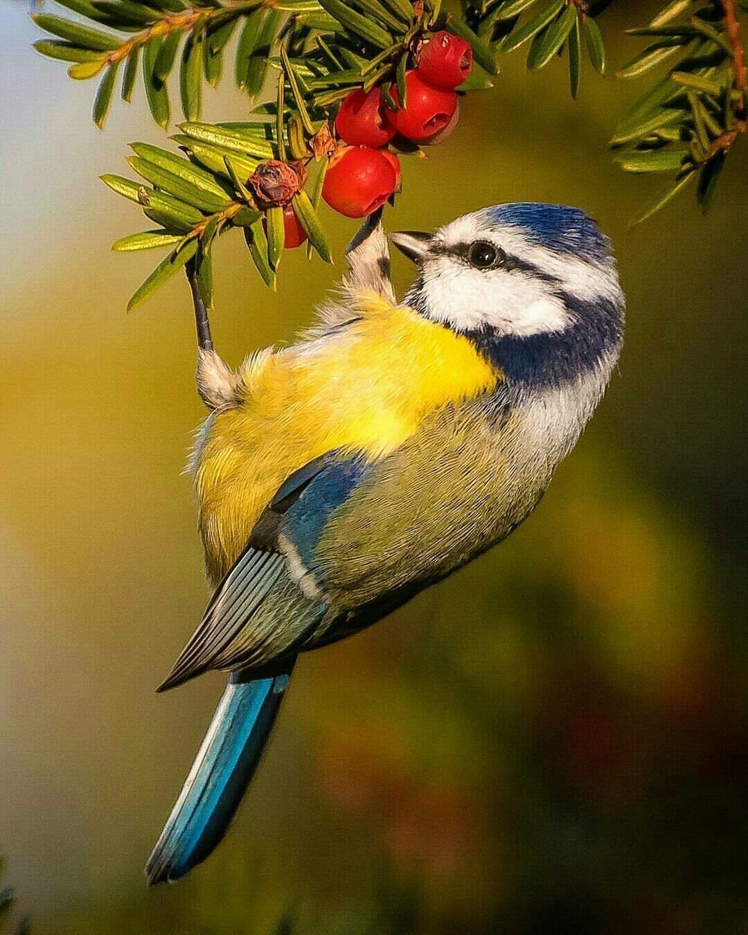 Синица красивое фото