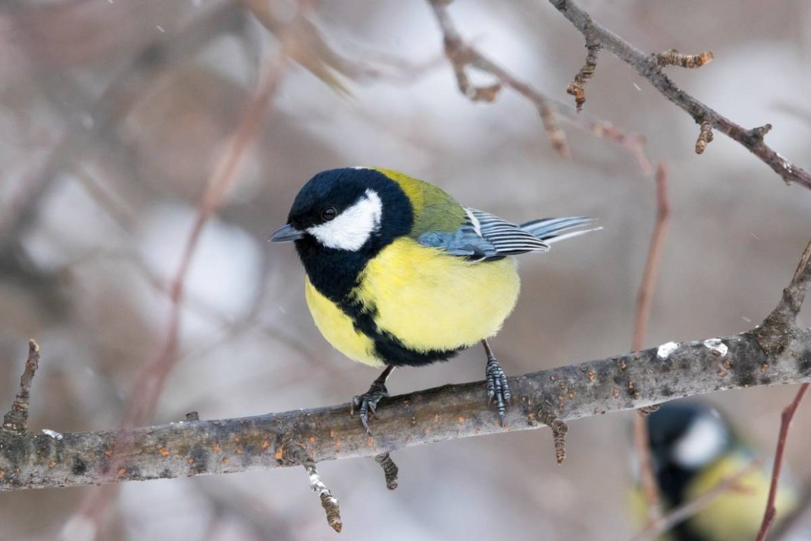 Большая синица