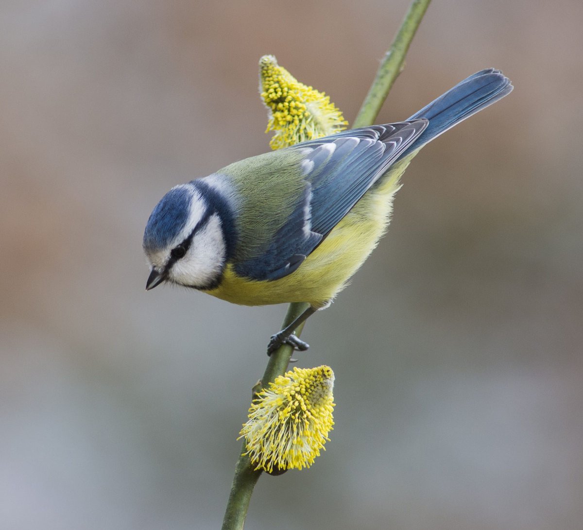 Синица лазоревка