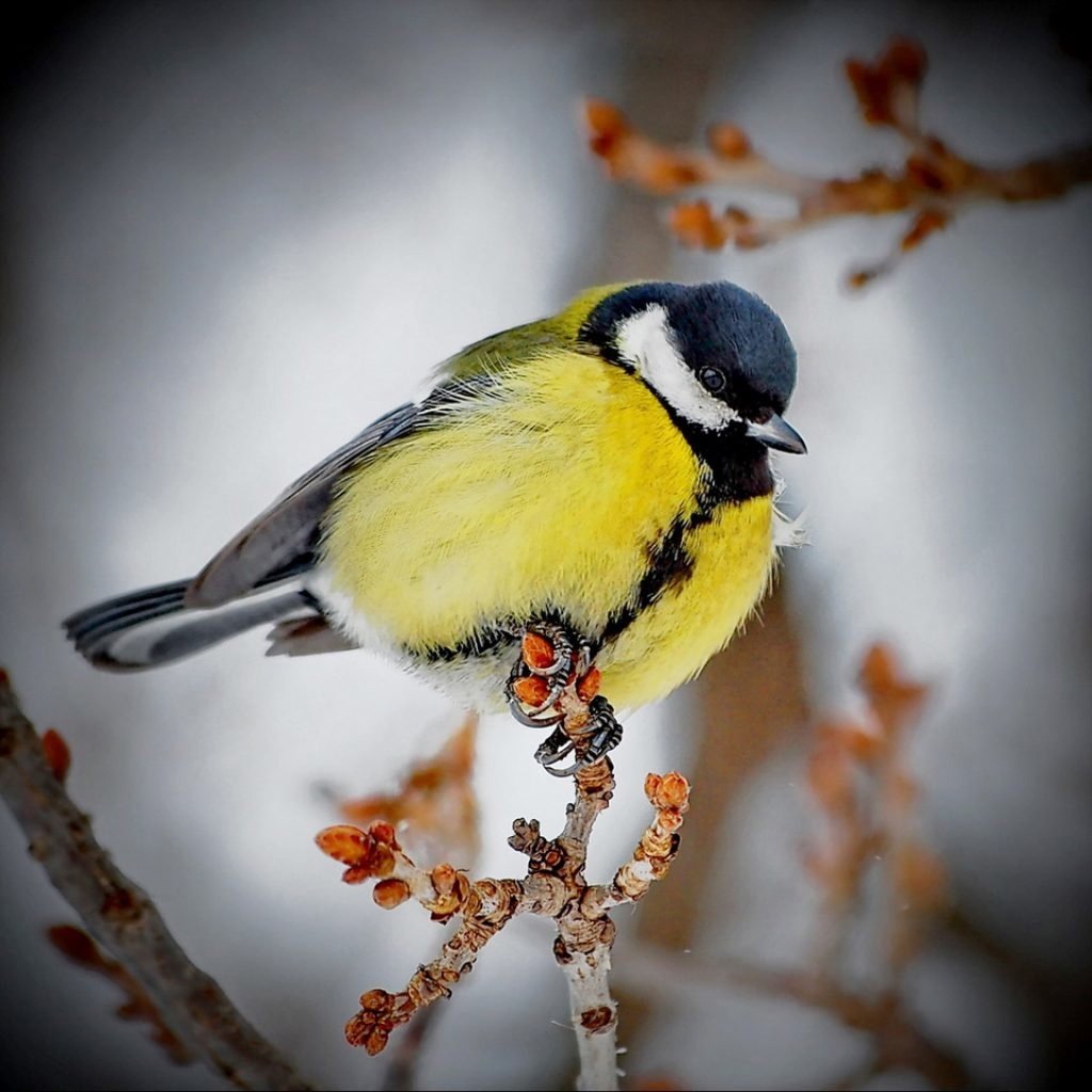 Птица синица лазоревка