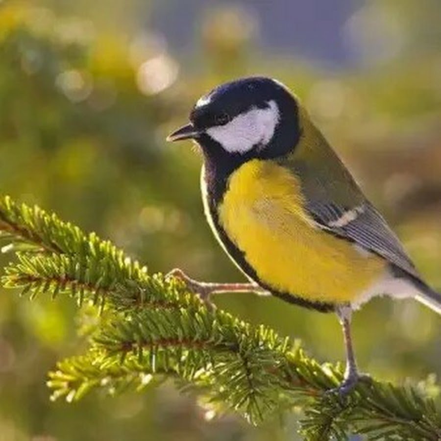 Синица большая птица фото