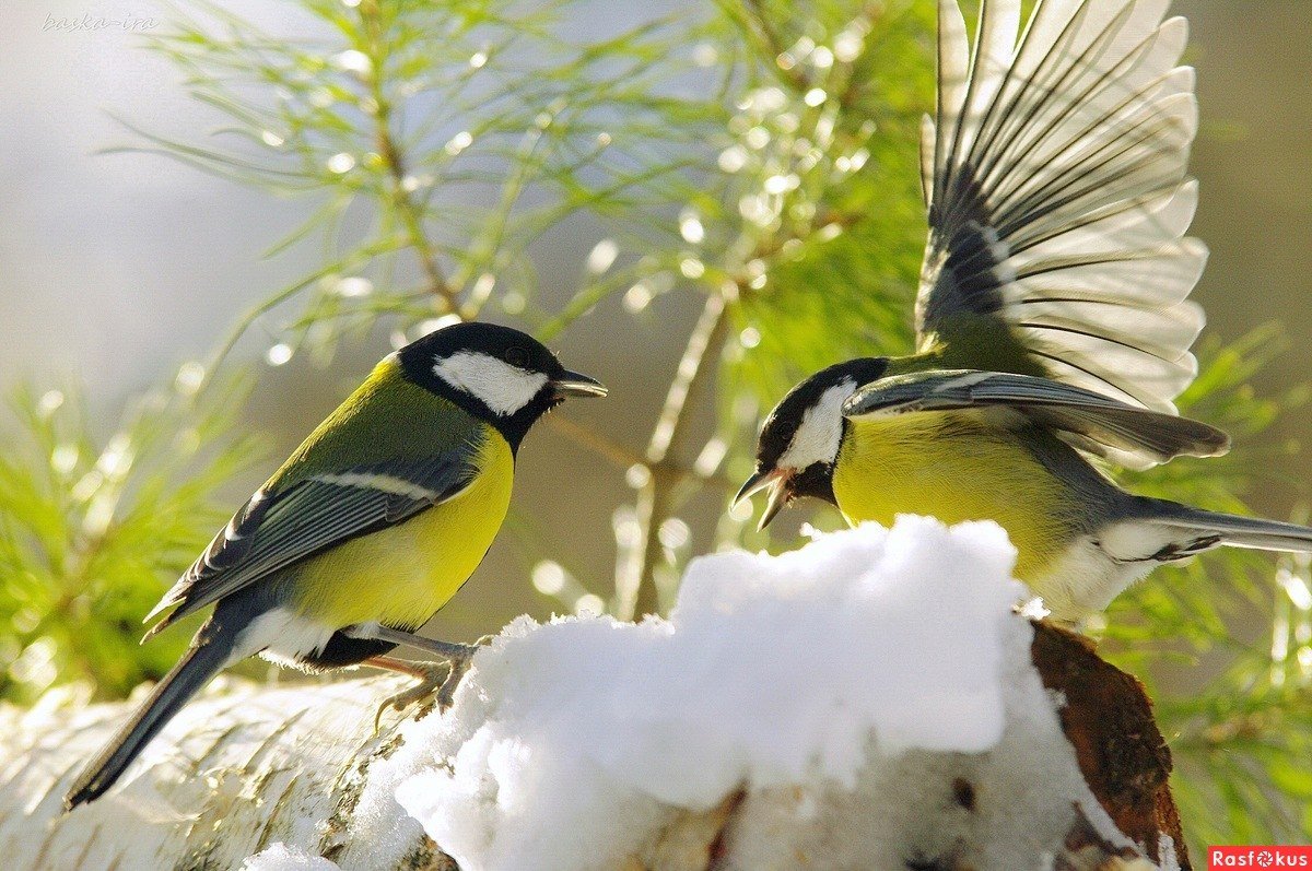 Синиц, Щеглов, снегирей, соек, чечеток, свиристелей