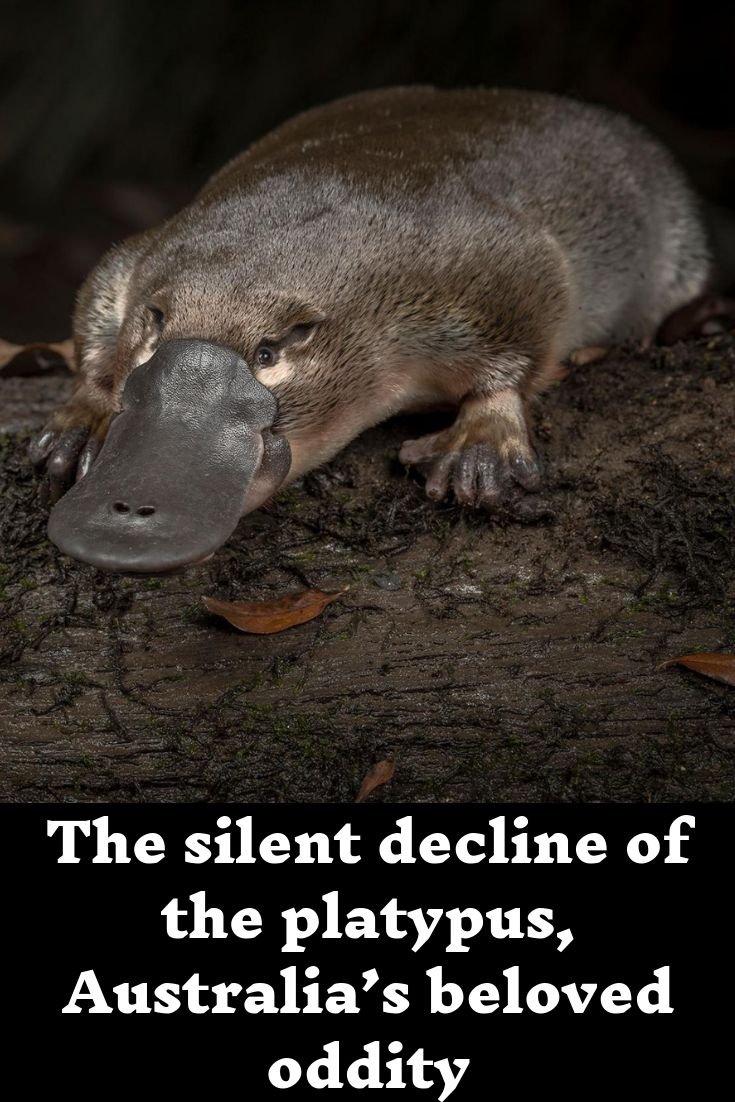 Утконос в Московском зоопарке