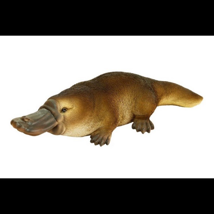 Утконос ядовитое животное