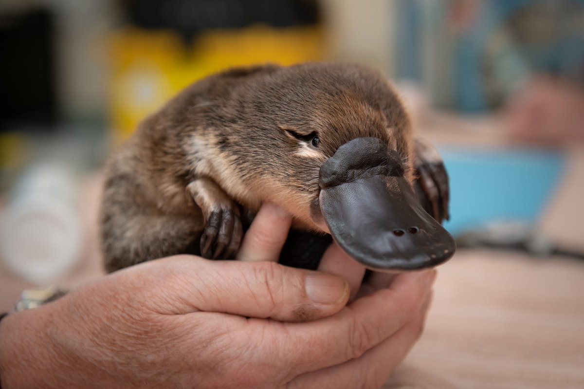 Утконос хищник