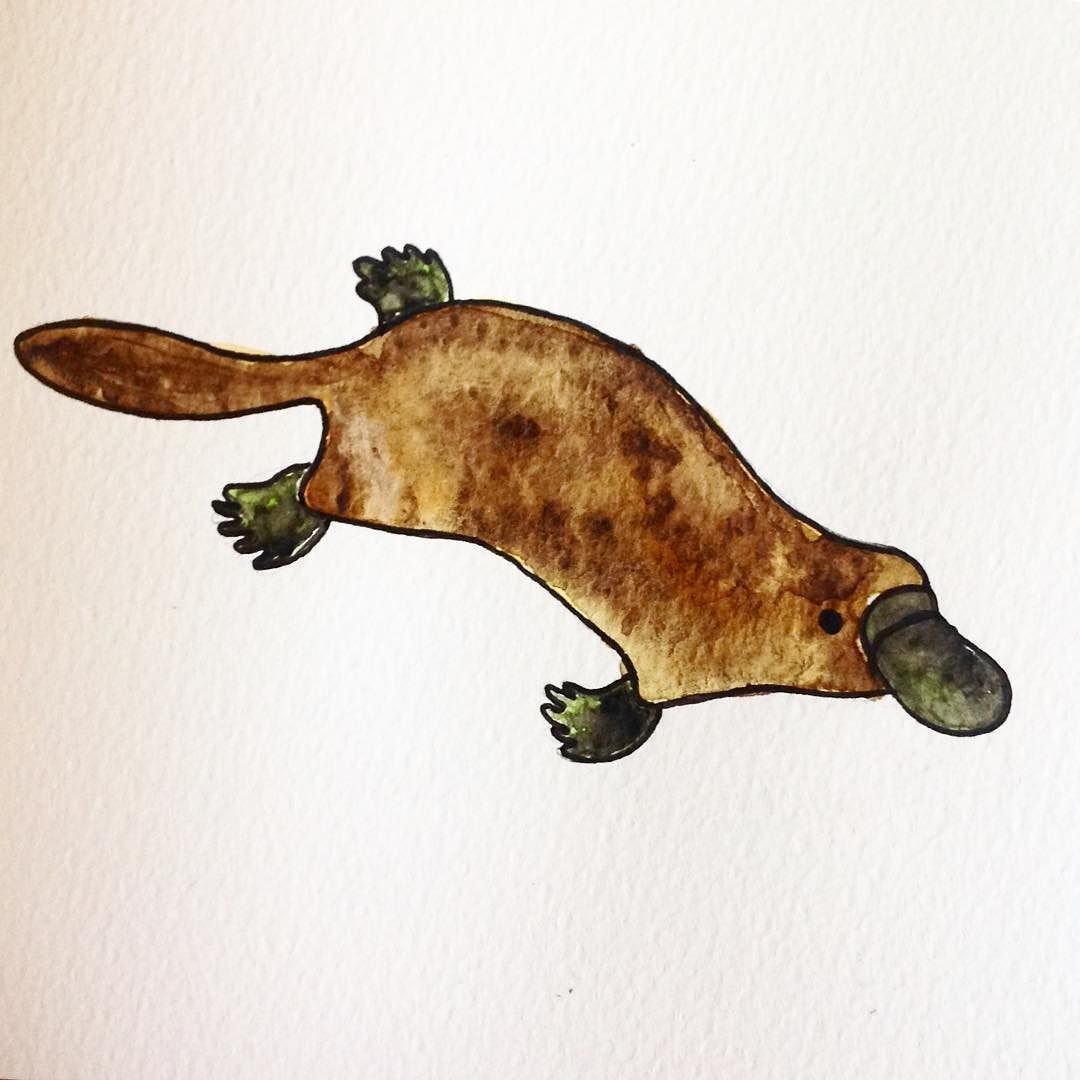 Австралийский Утконос