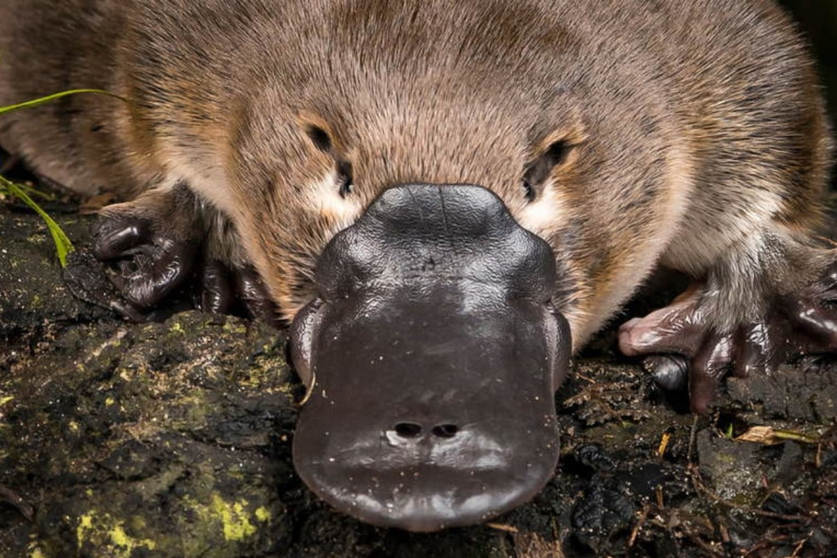 Ornithorhynchus anatinus