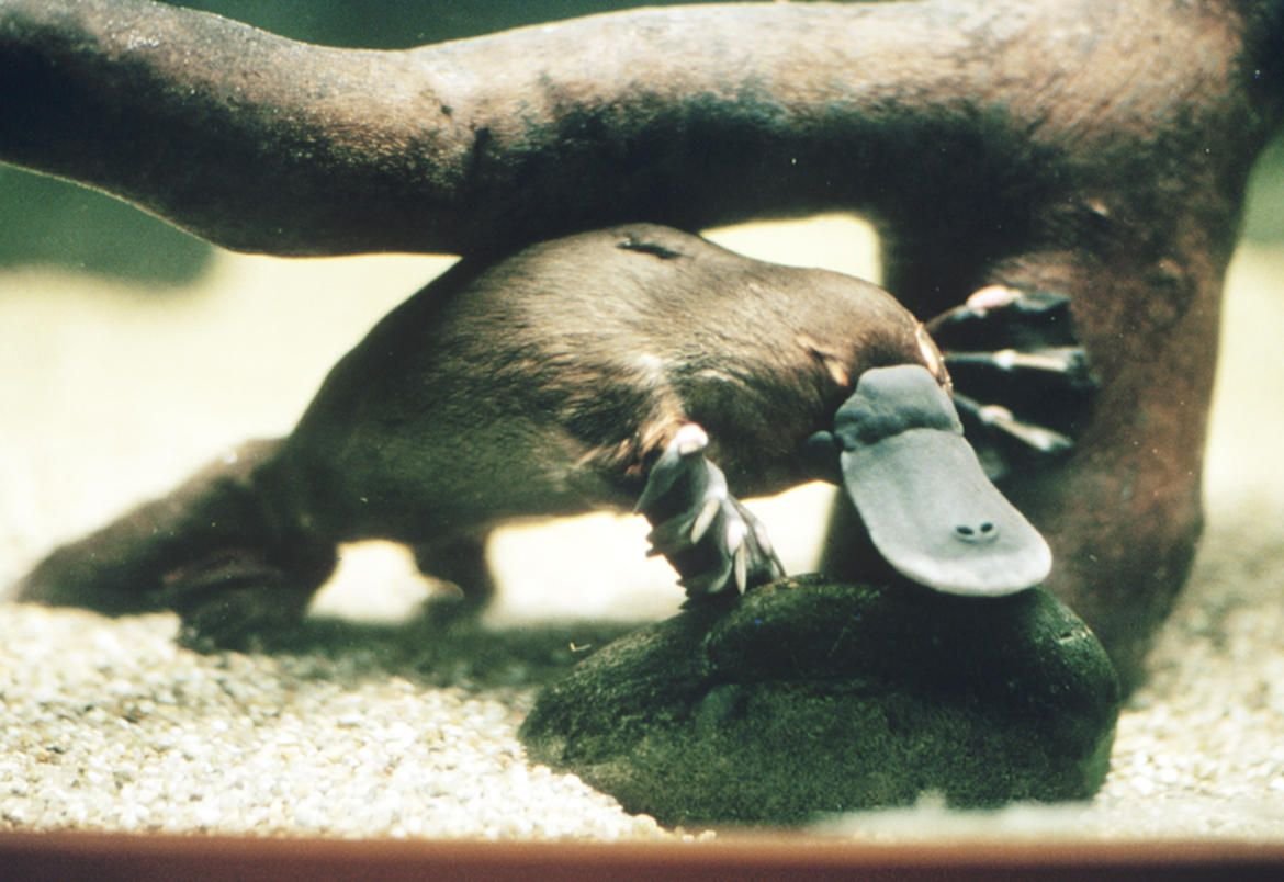 Утконос малыш