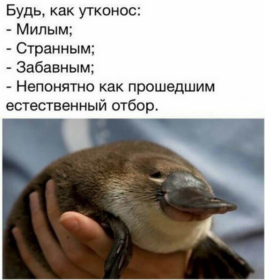 Маленький Утконос