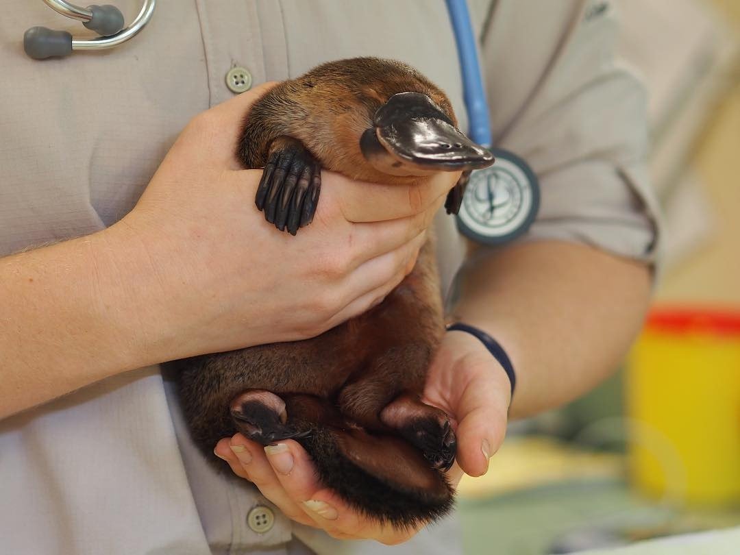 Утконос клипарт на прозрачном фоне