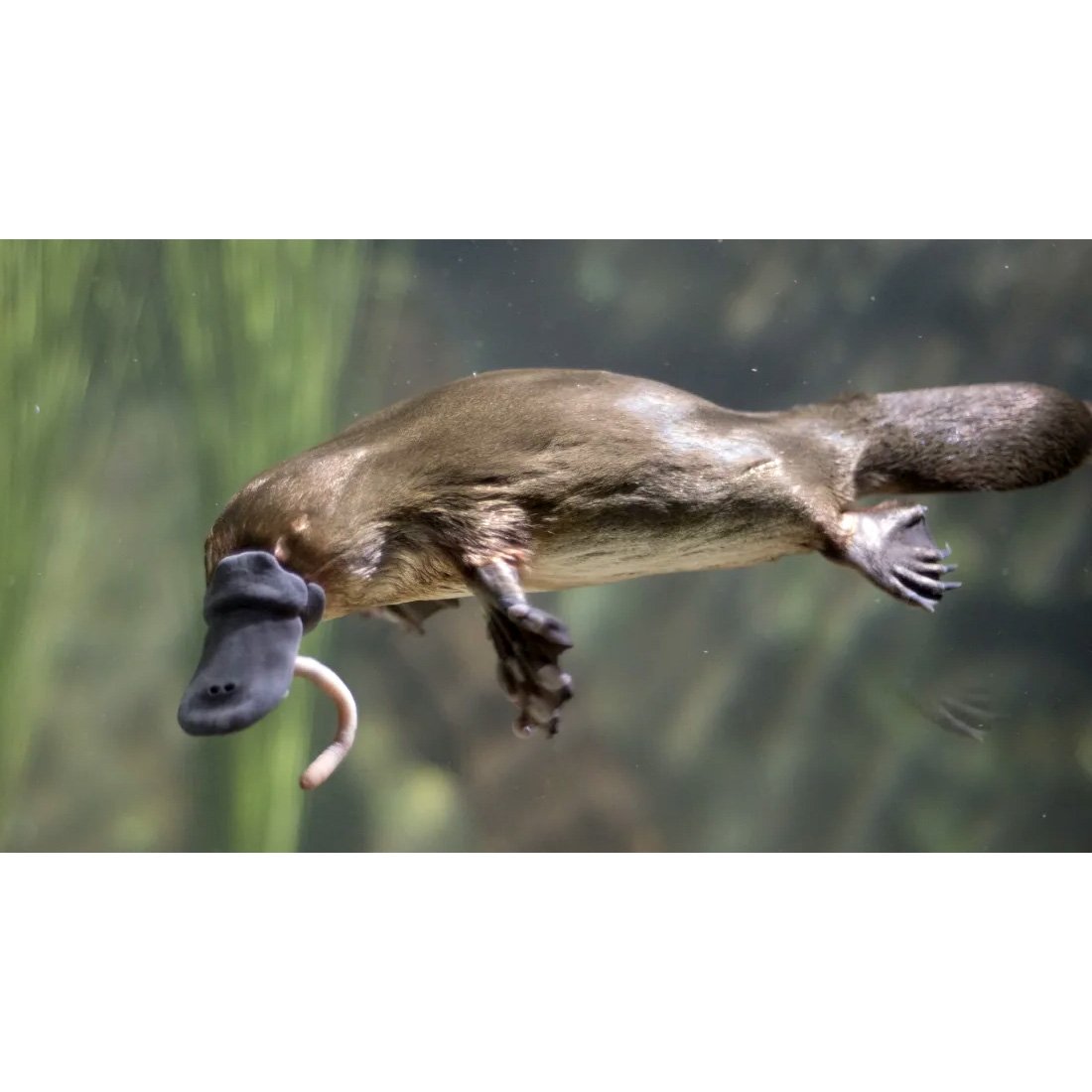 Утконос животное детеныш