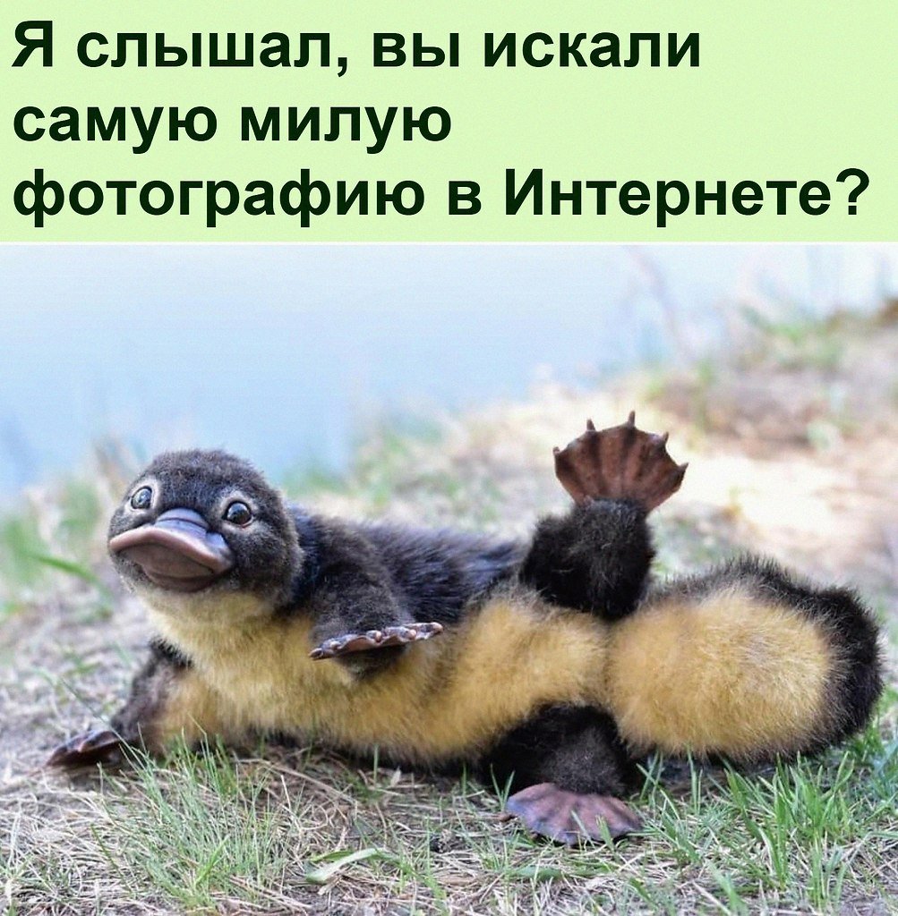 Утконос животное