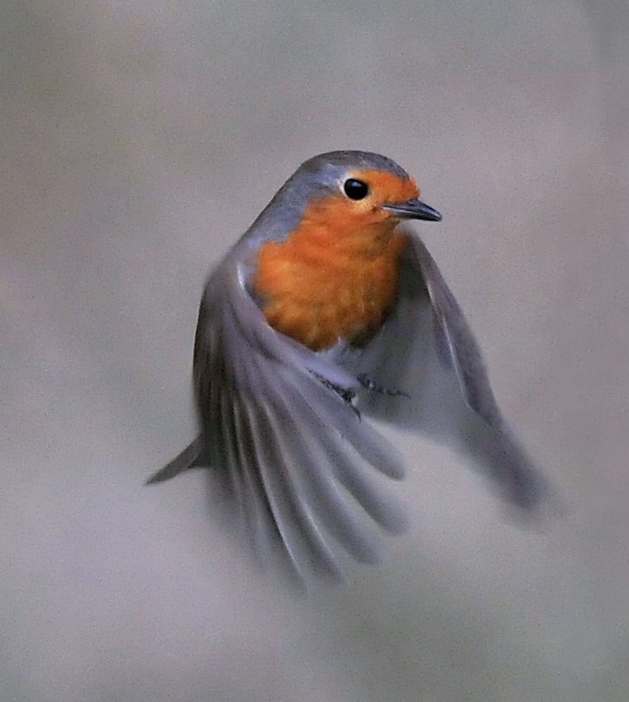 Птица зарянка картинка