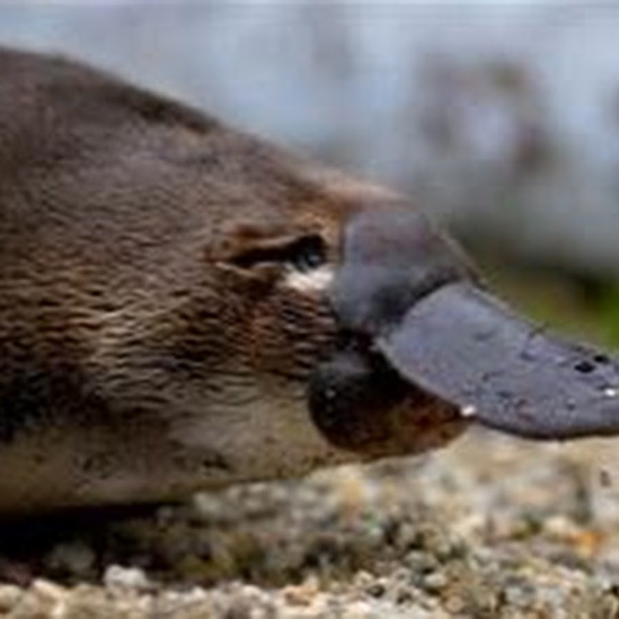 Отряд однопроходные Утконос