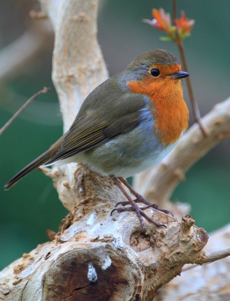 Зарянка птица вектор