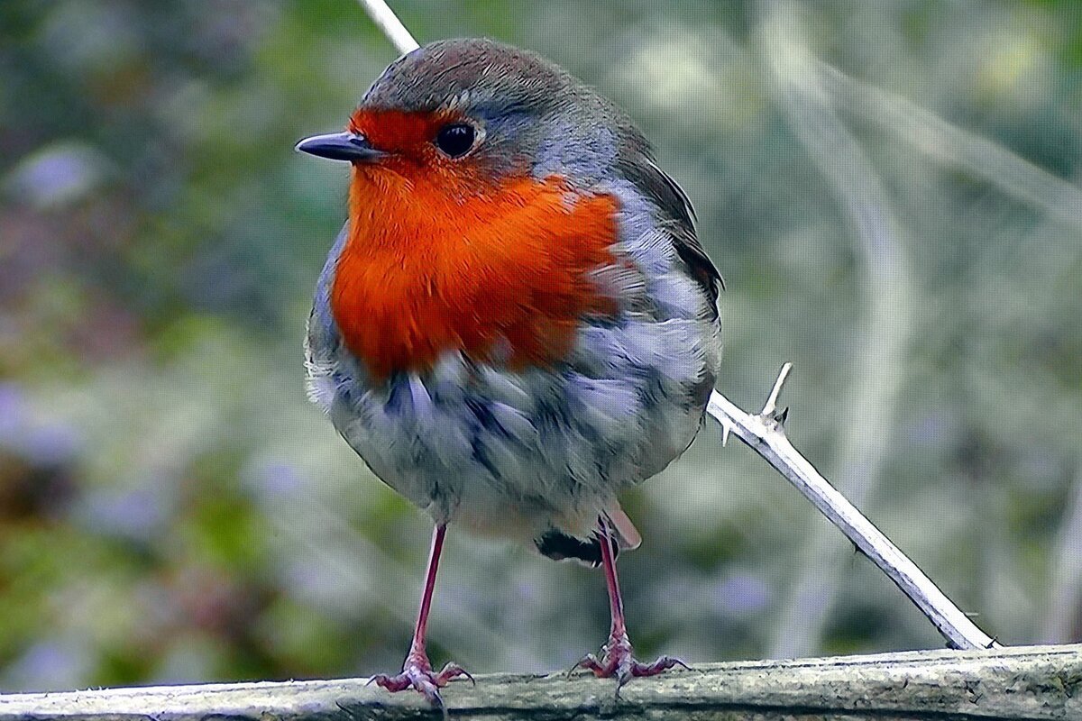 Зарянка картинка для детей