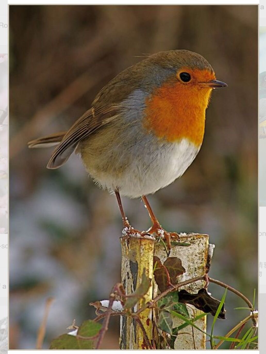 Robin Redbreast птица