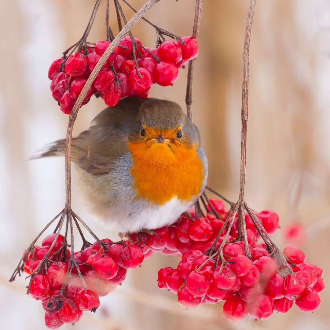 Перелетные птицы Зарянка