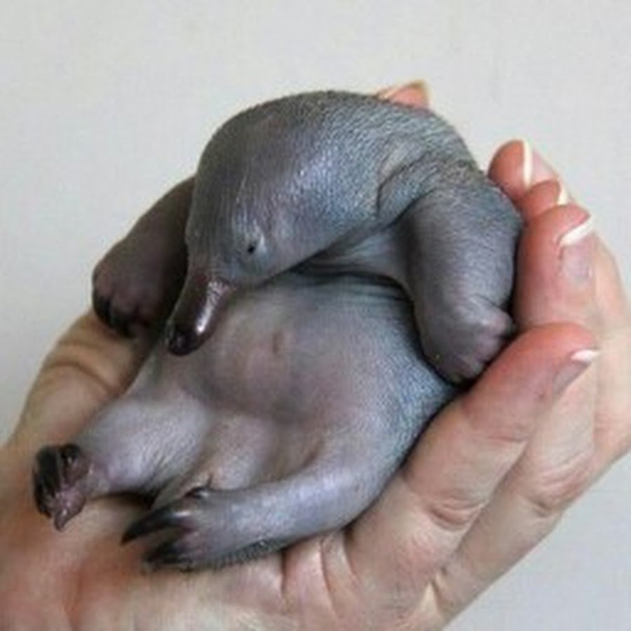 Огромный Утконос