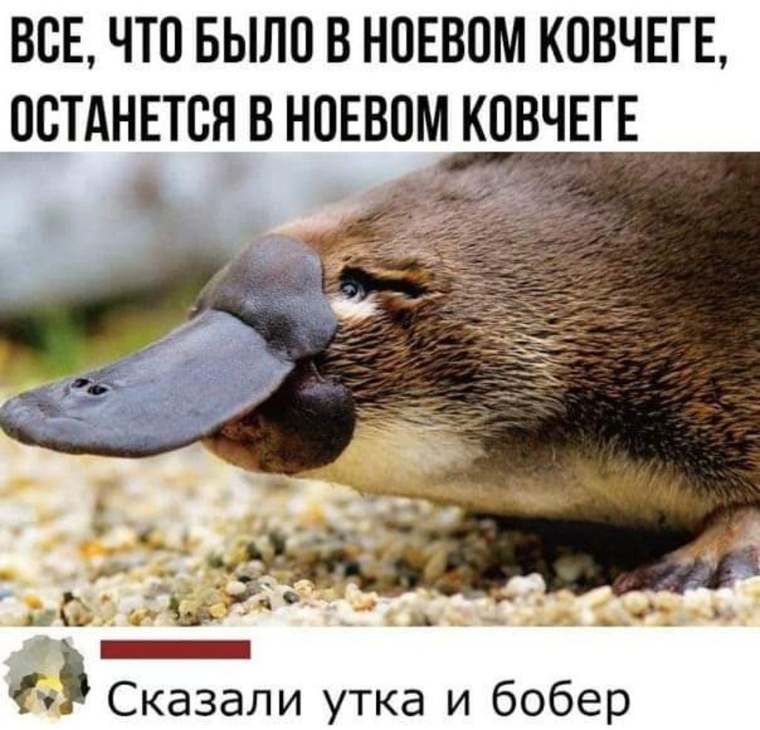 Самый большой Утконос в мире