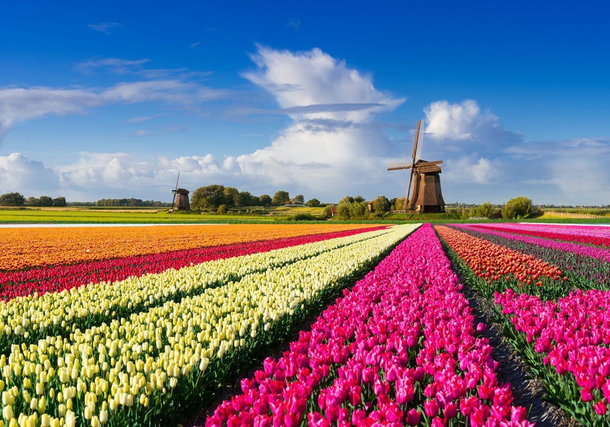 Амстердам тюльпановые поля рисунок