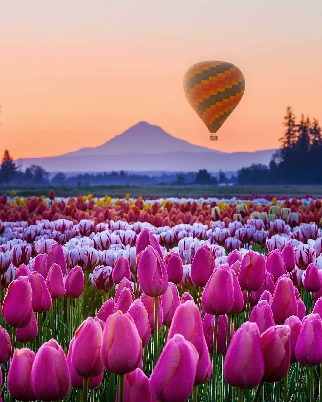 Тюльпановые поля