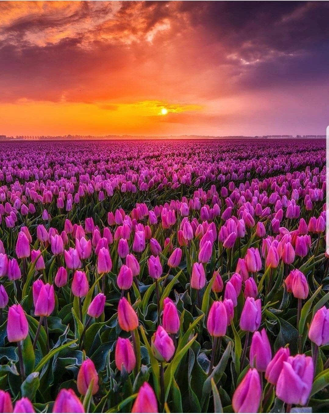 Поле тюльпанов