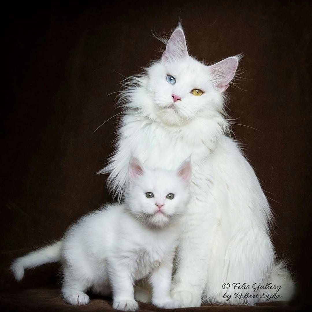 Турецкая ангора полосатая