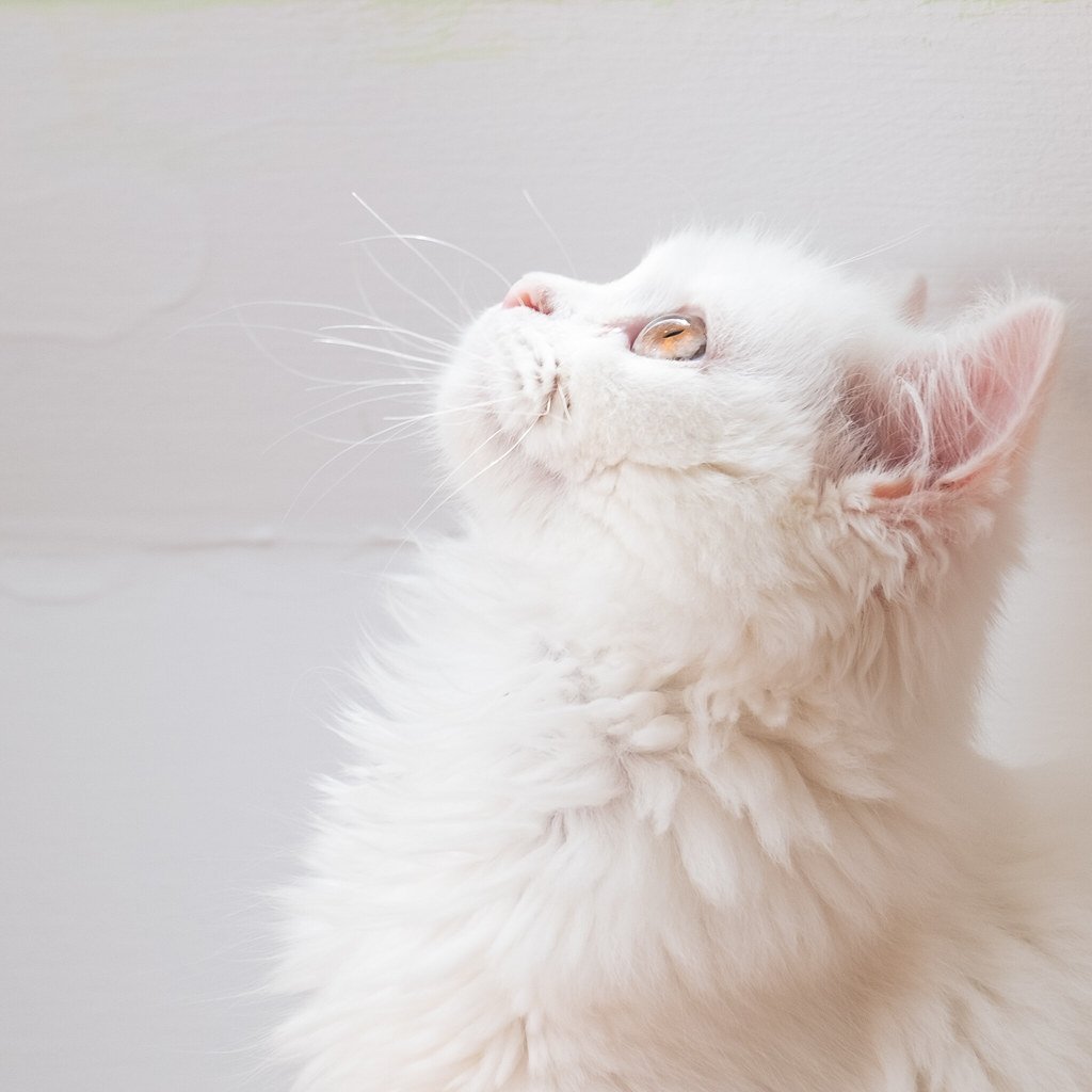 Турецкая ангорская кошка