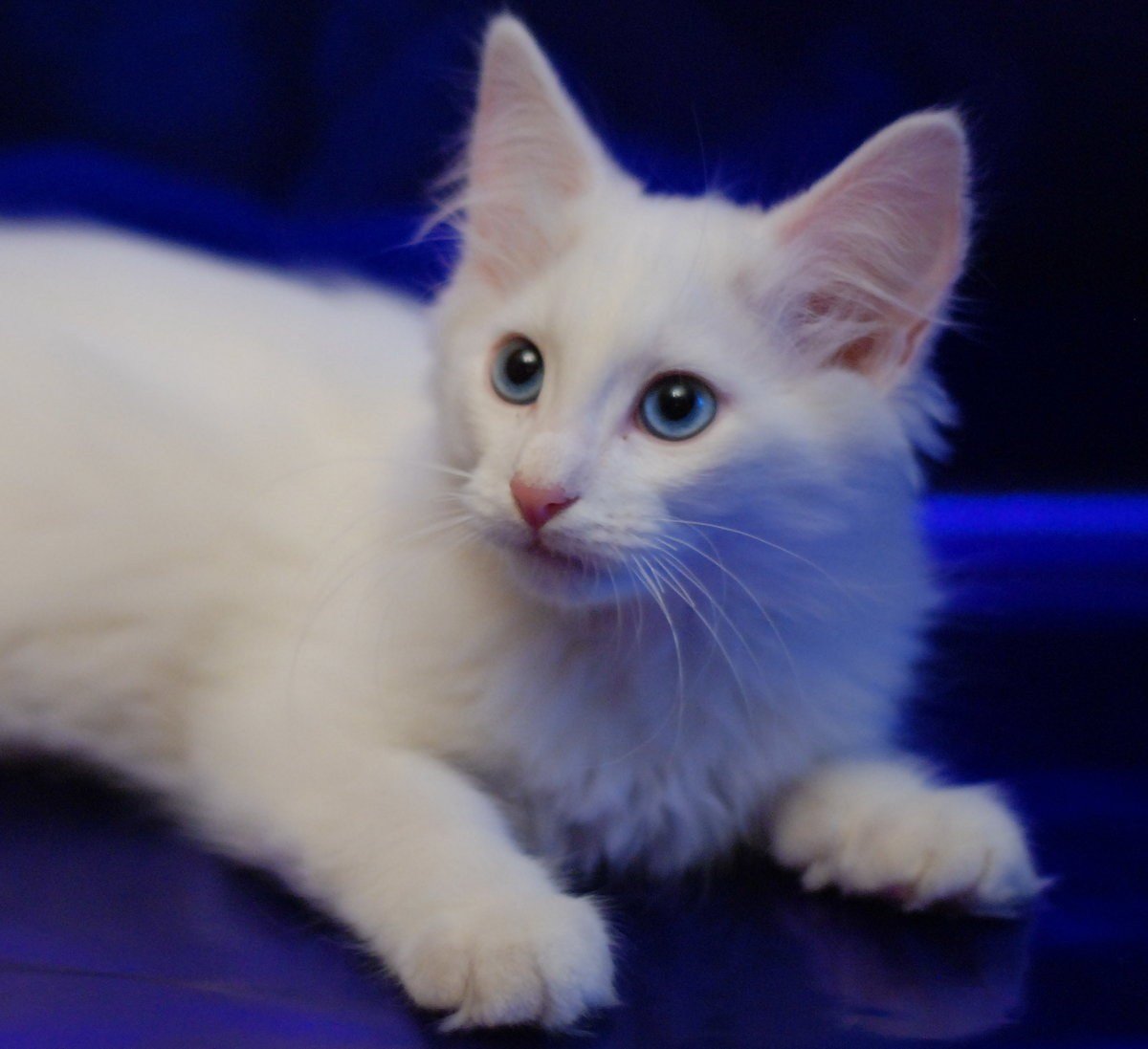 Турецкая ангора с человеком