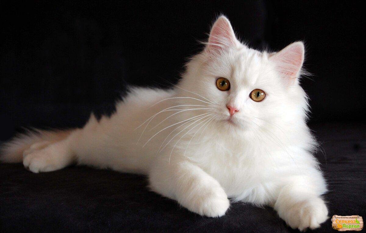 Турецкая ангора кот