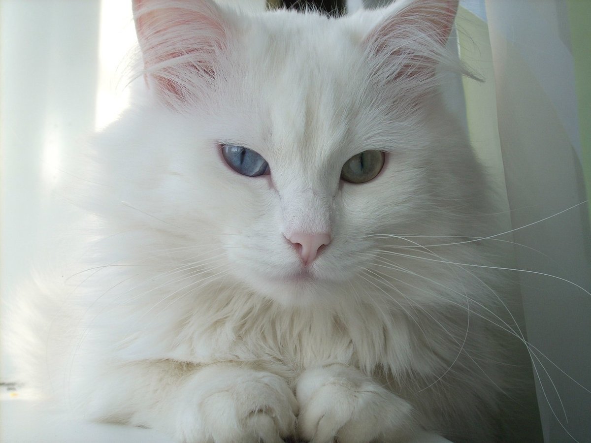 Турецкий Ван и турецкая ангора отличия