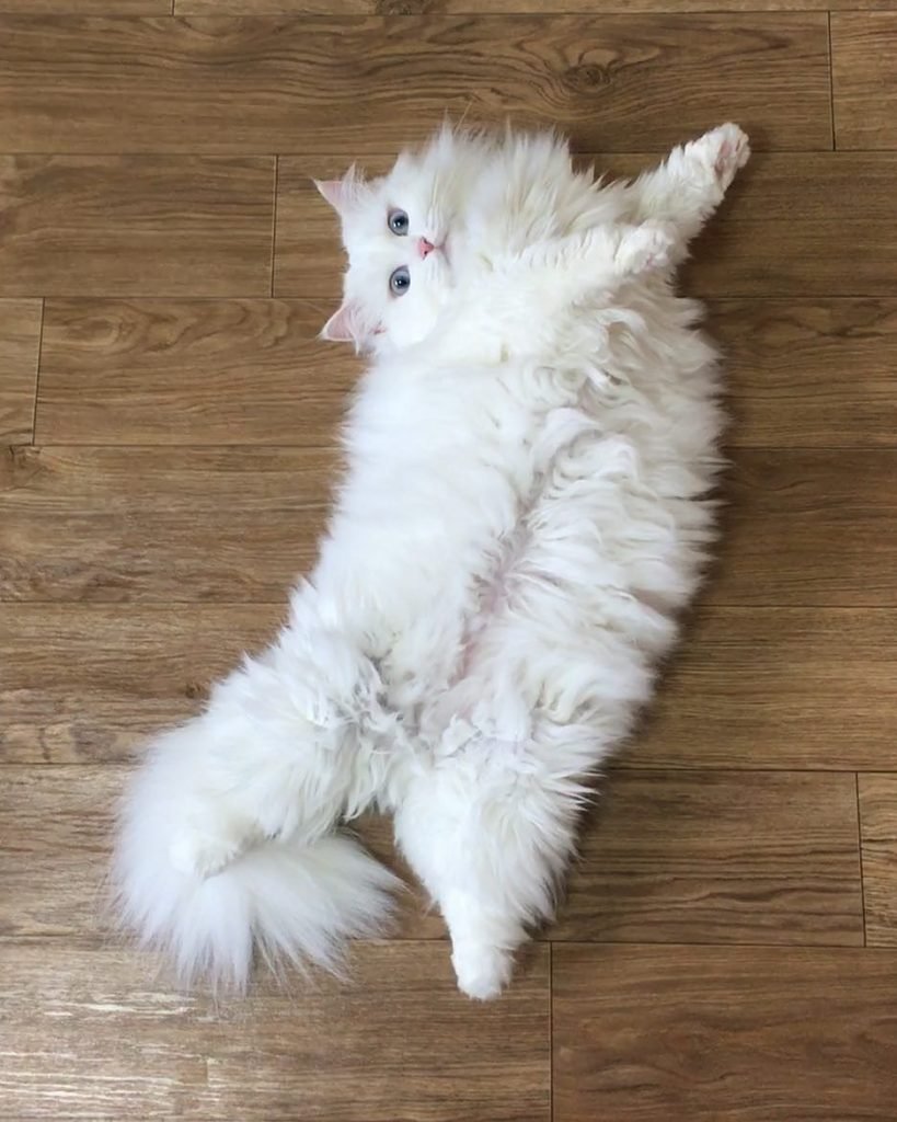 Сибирская ангорская кошка белая