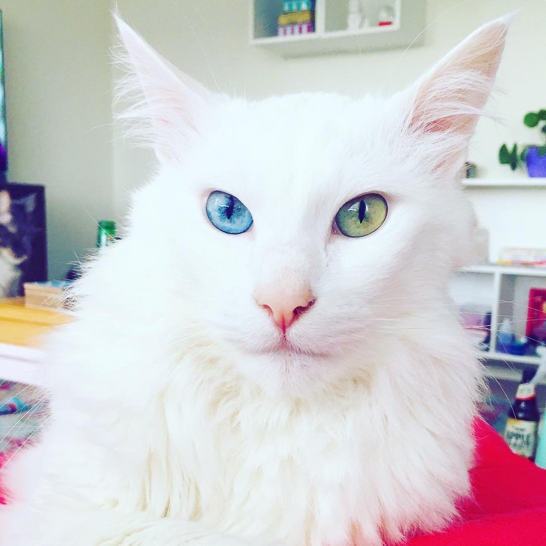 Сибирская ангора альбинос