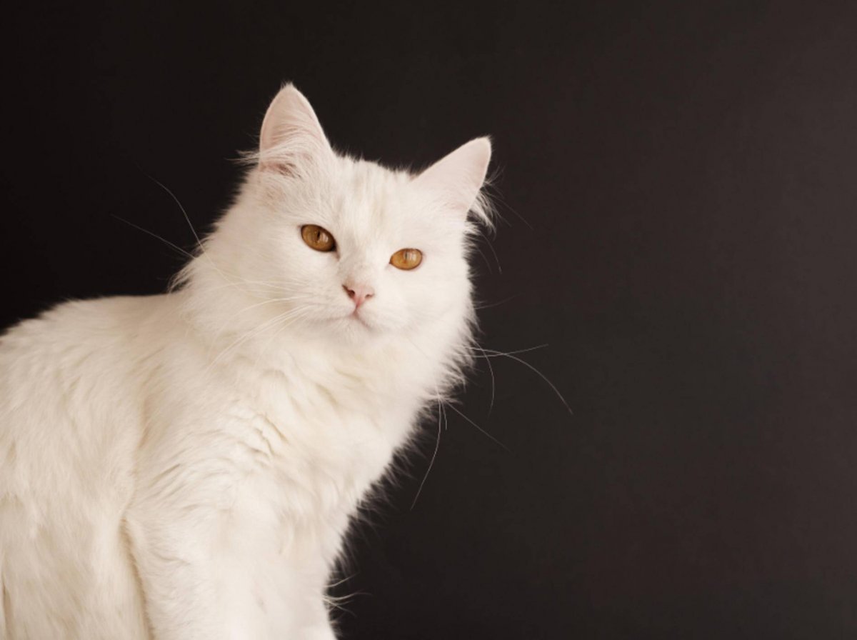 Турецкая ангора самый милый котенок