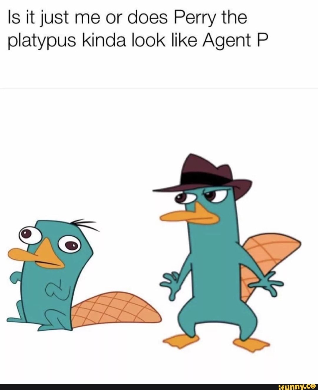 Утконос Перри Утконос