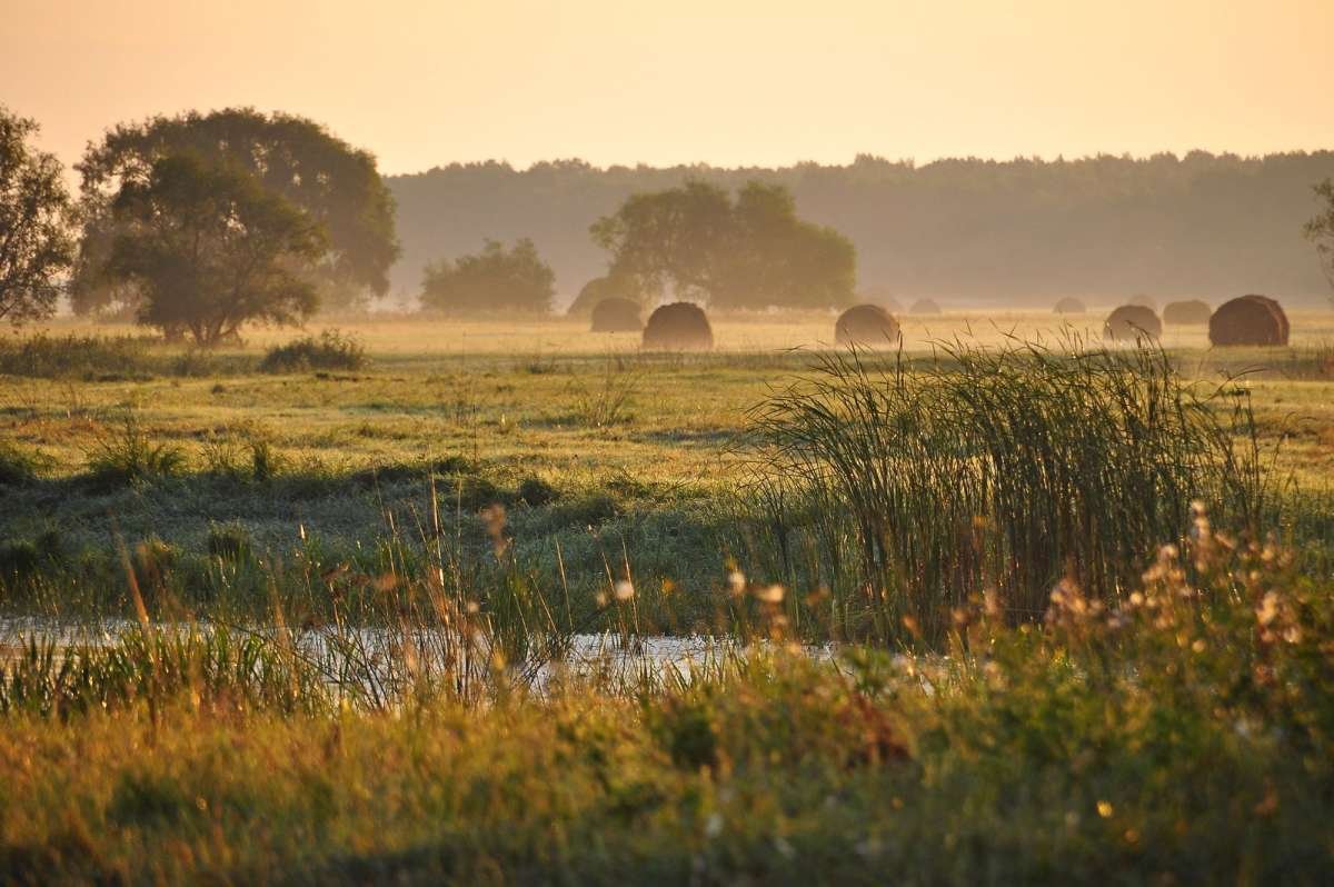 Поле деревня