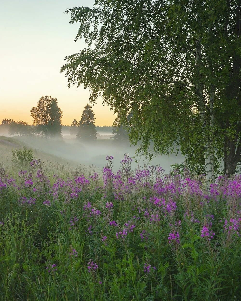 Прекрасное туманное утро