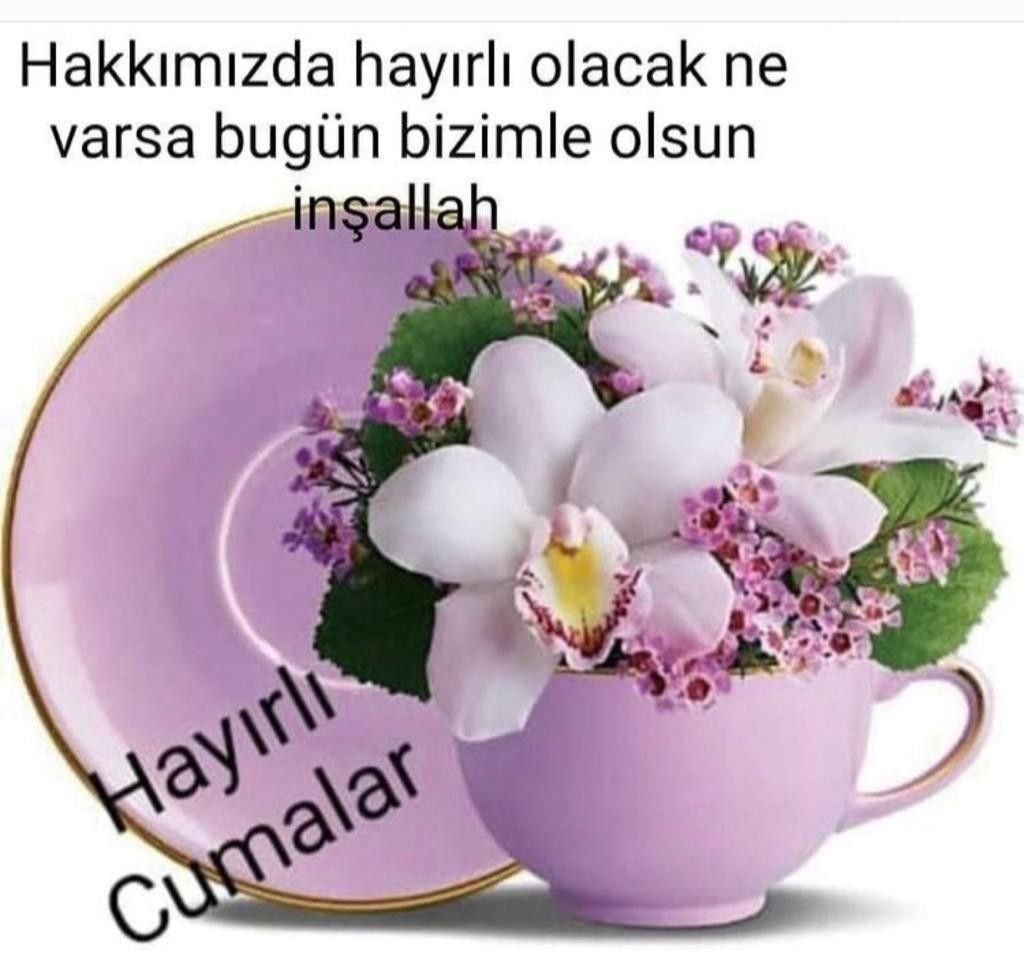 Фаленопсис Магнолия