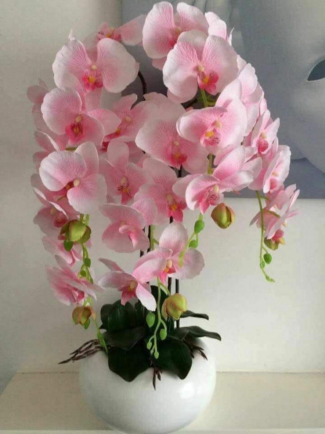 Доброе утро орхидеи