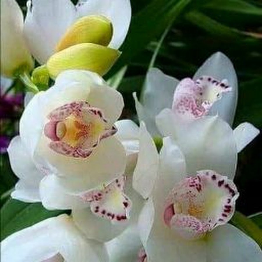 Открытки с орхидеями красивые