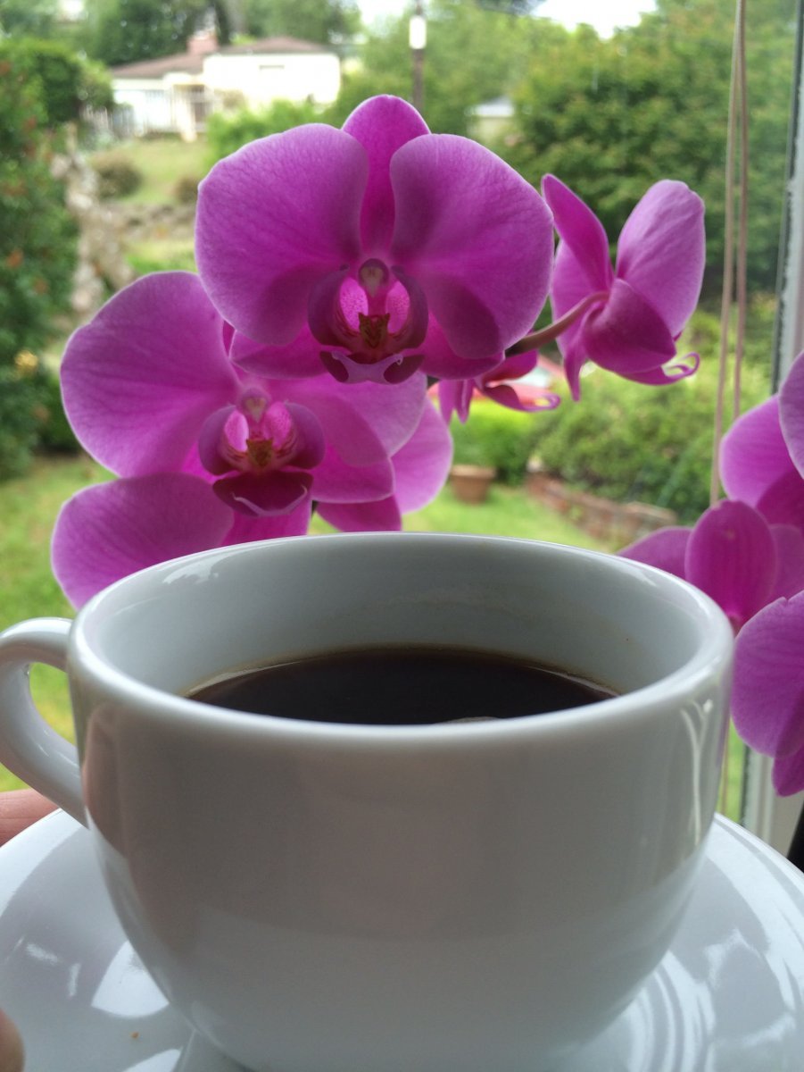 Доброе утро орхидеи