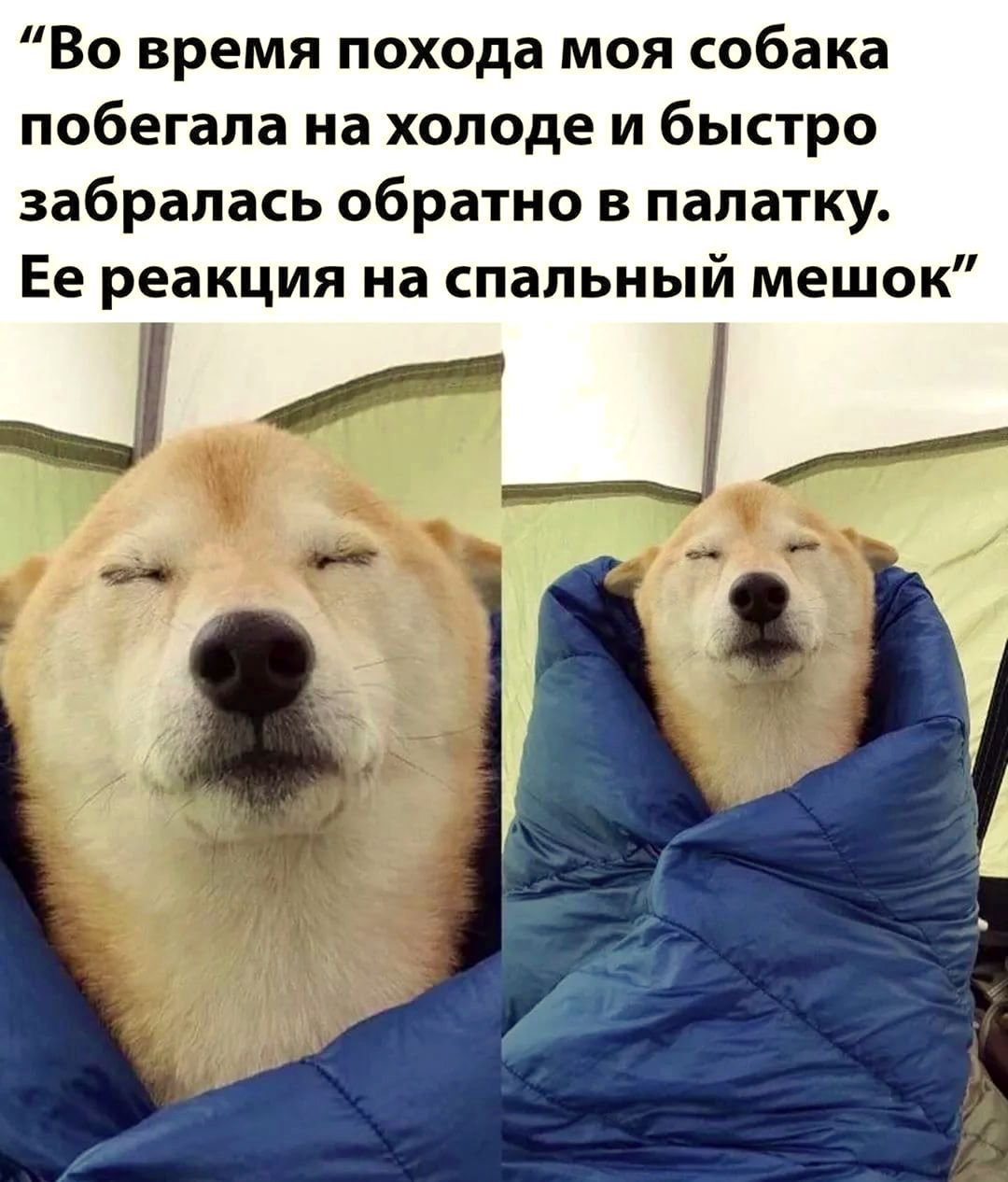 Собака Мем