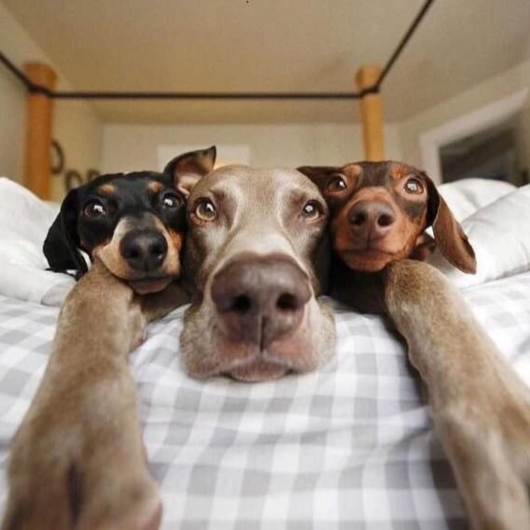 Забавные собаки