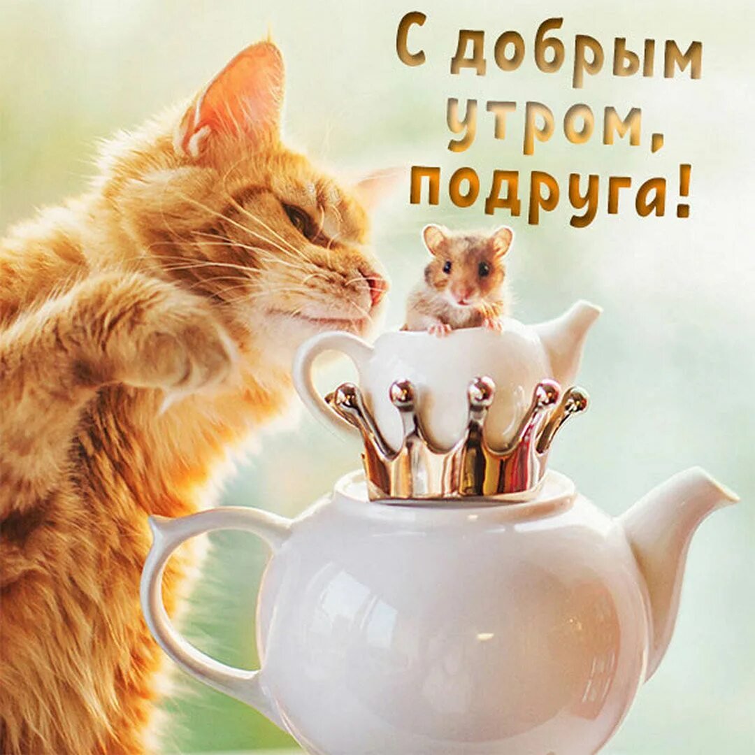 Утренний кот