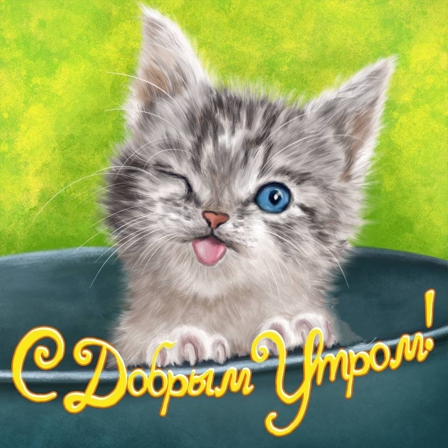 Доброе утро котенок